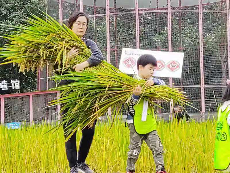 劳动最光荣：参加第二届稻田丰收节